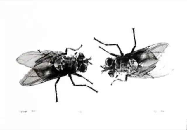 Flies